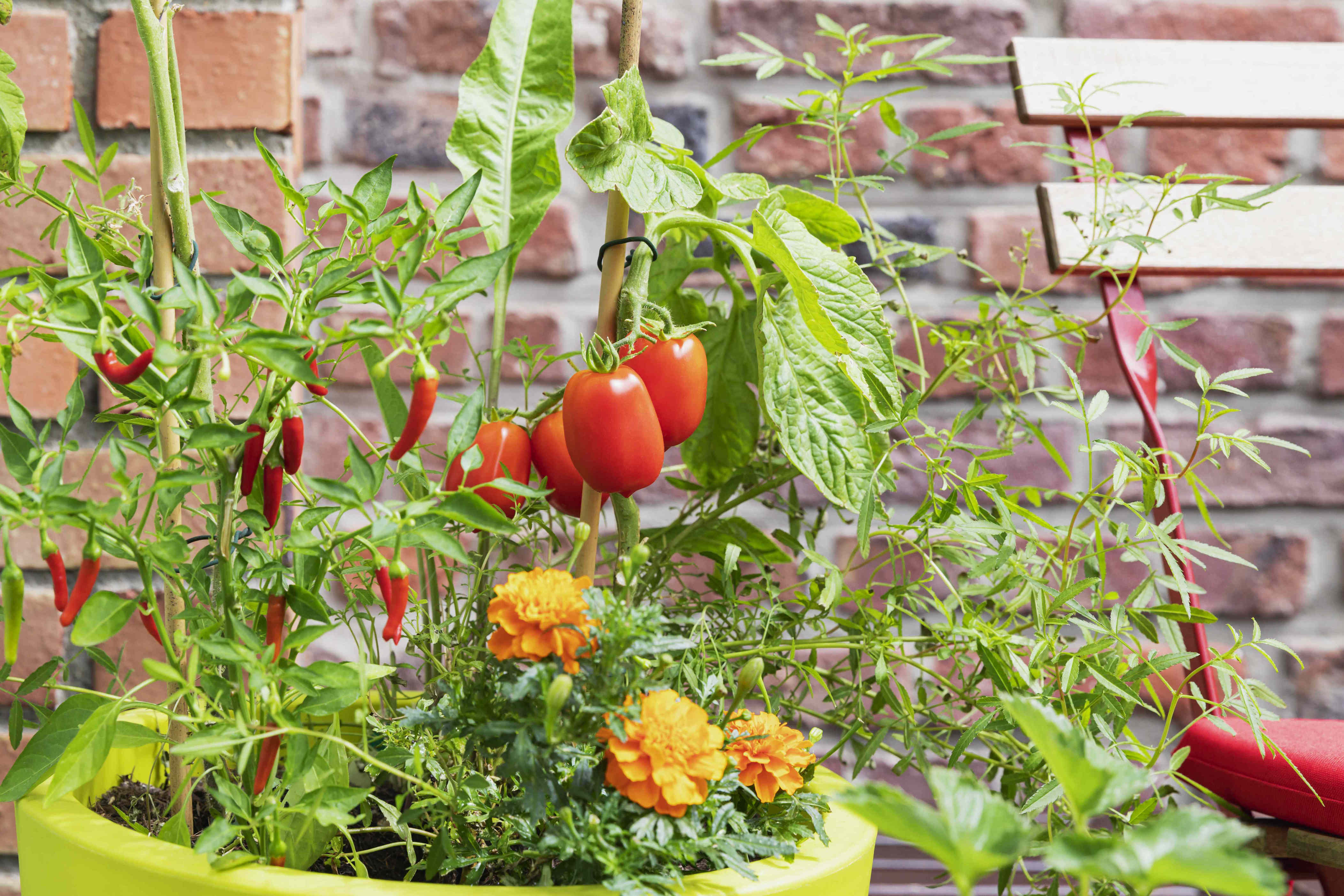 What is a salsa garden? Say hello to the trend that will spice up your ...
