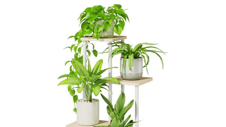 real money tree 3-5 FT Money Tree Stump main image 0