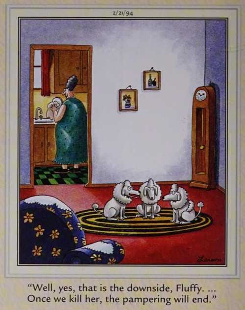 Three poodles sit in a living room discussing getting rid of their owner, who is in kitchen doing dishes.