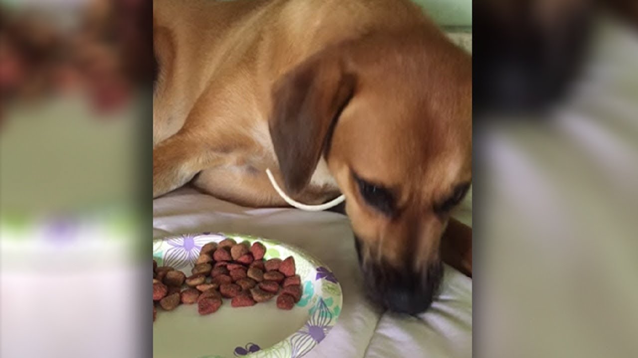 Picky dog is the world’s most adorably polite food critic