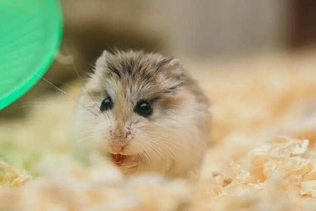 Why small pets like rabbits and hamsters need special care