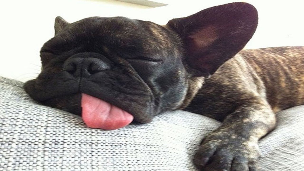 15 sleepy doggos that are just too tired to move