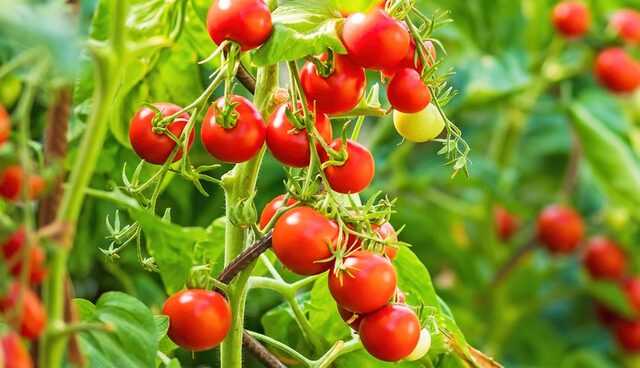 5 tips to keep in mind while growing tomatoes