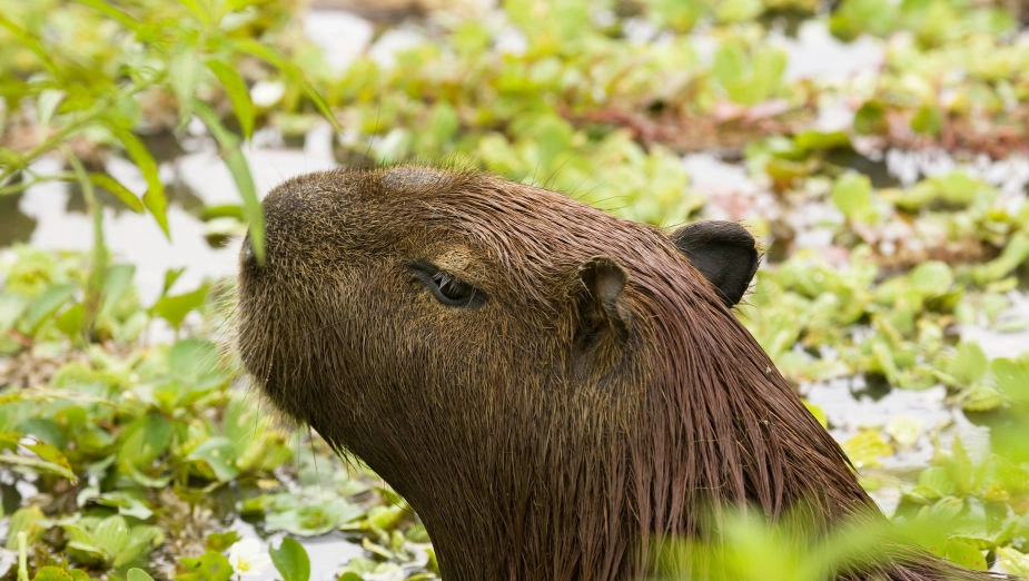 South America's wildest animal stories revealed