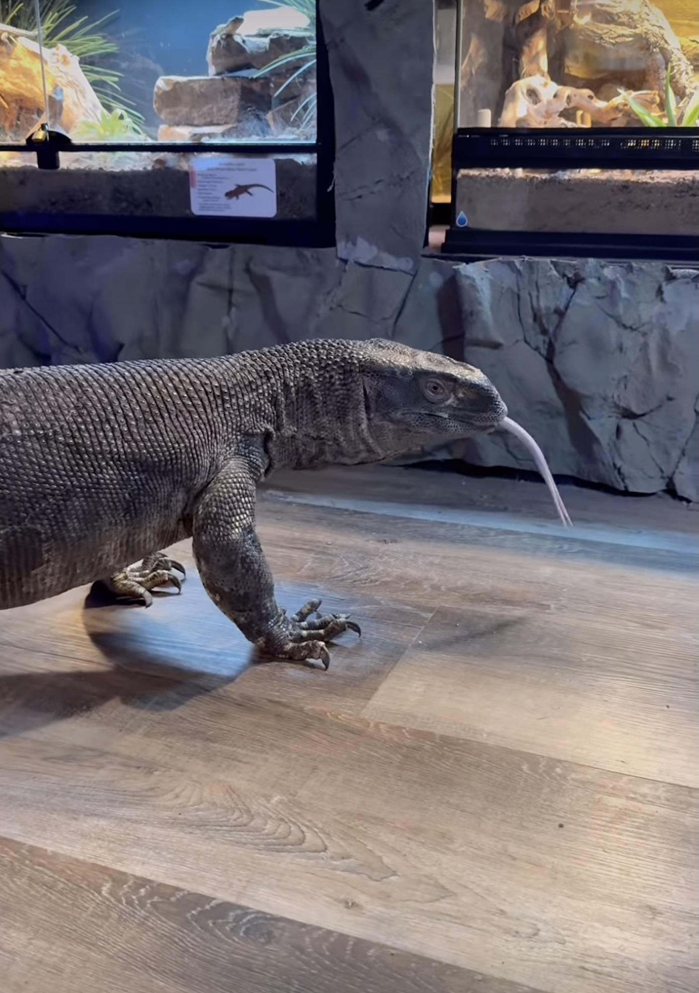Get to know Big Al, the giant lizard winning hearts at South Dakota's ...