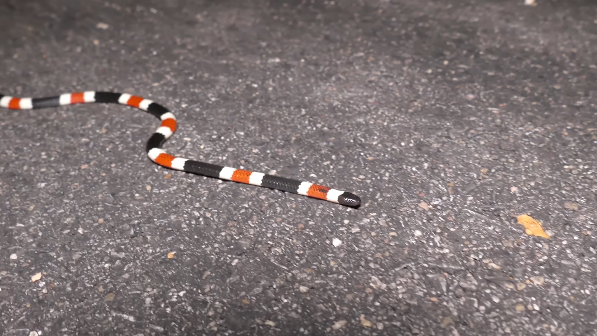 This snake’s venom works differently than most