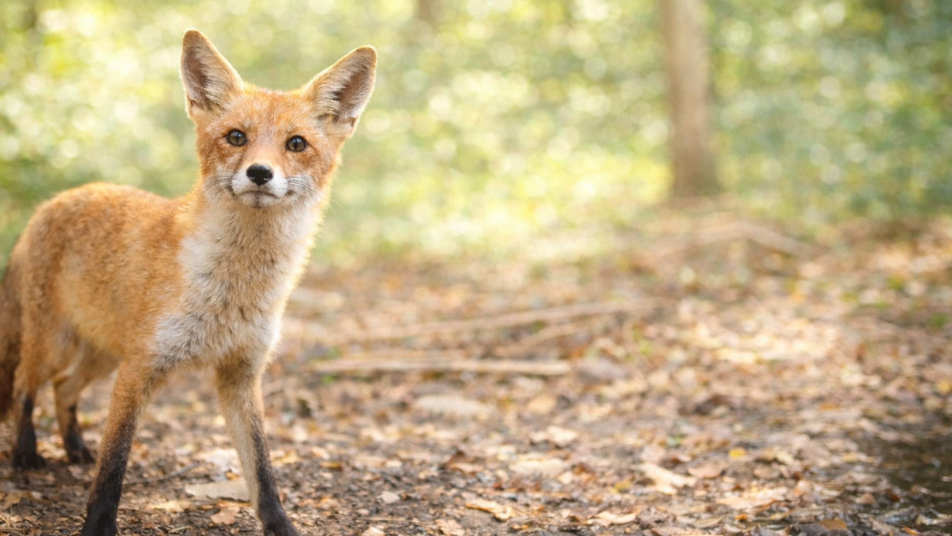 Versteckte Kamera filmt einen neugierigen Fuchs aus nächster Nähe