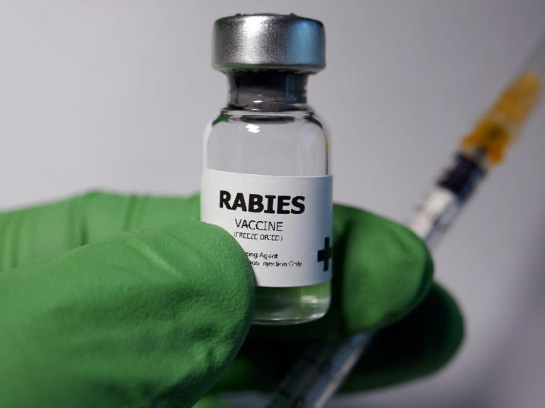¿Qué hace la rabia en humanos?