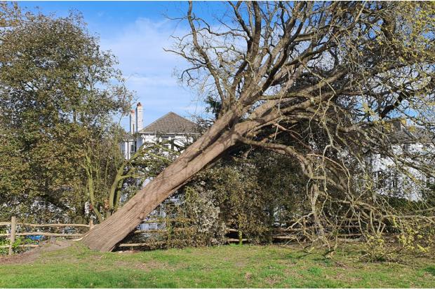 'A huge shame' as town's last rare tree falls down