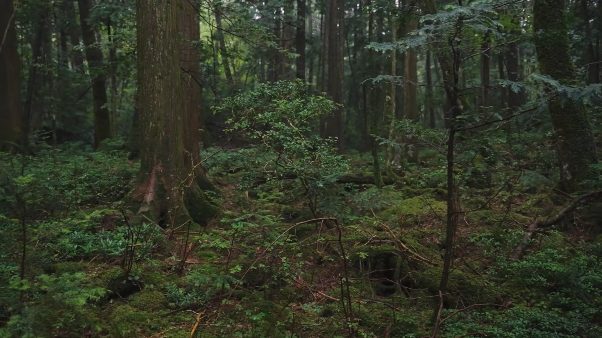 Japan’s most infamous forest was already dark - then it went viral