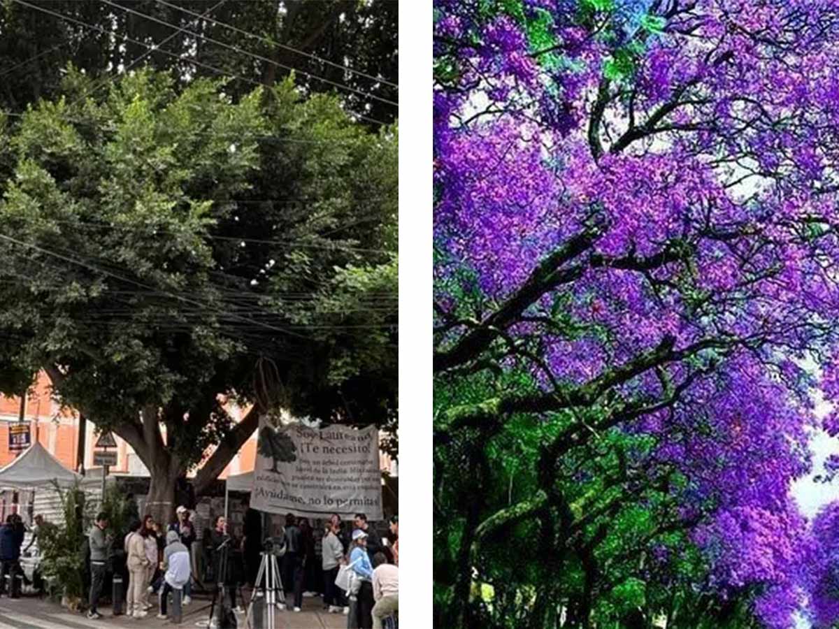 Como a 'Laureano', ahora buscan salvar a 'Naranda'; jacaranda de más de ...