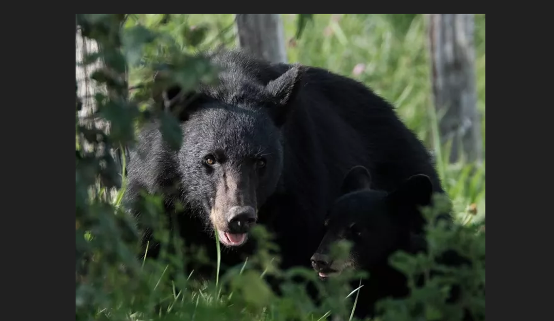 Hostile bears chased hikers, stole backpacks in Great Smoky Mountains, park says