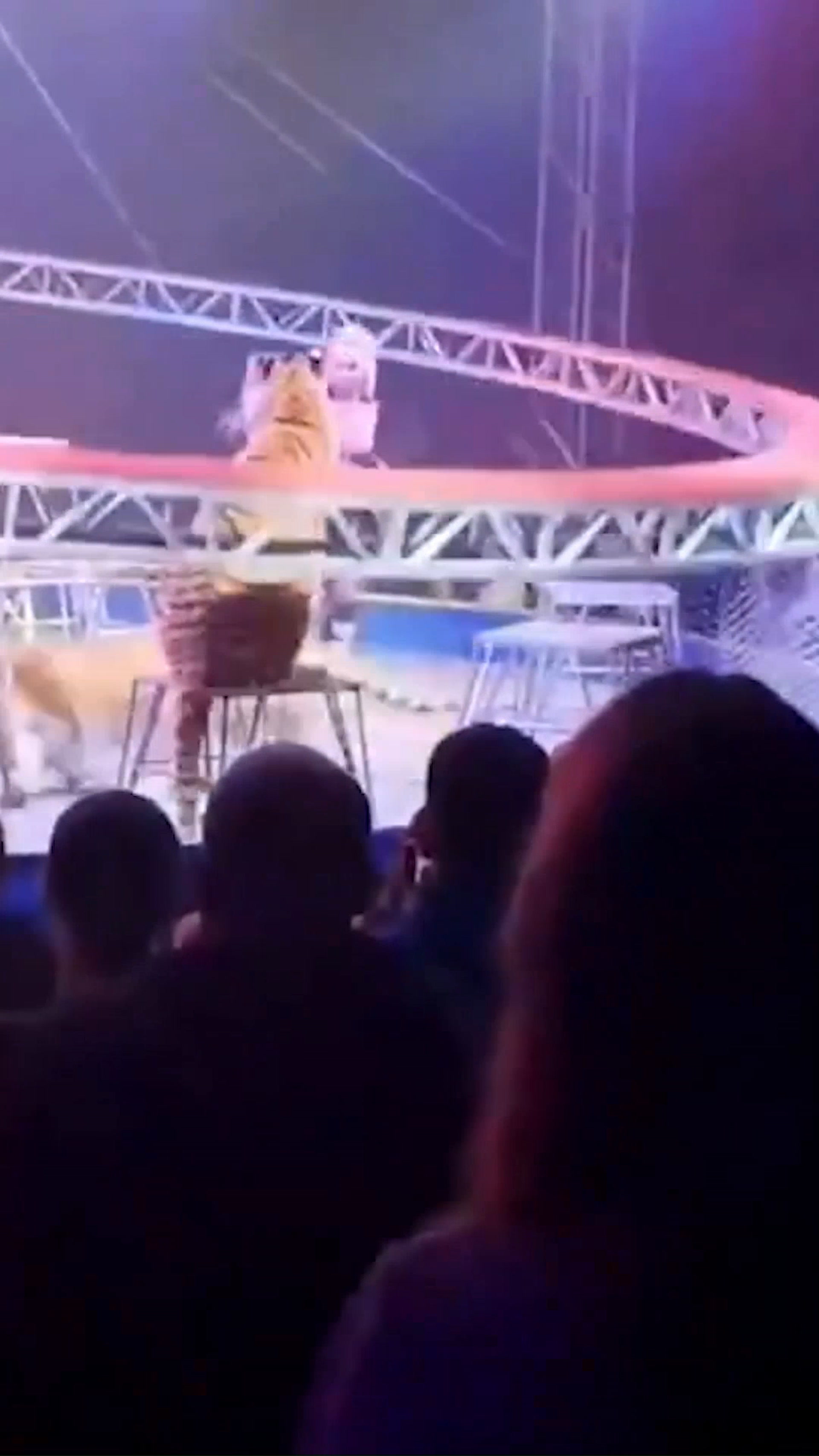Tiger leaps into crowd after circus barrier collapses