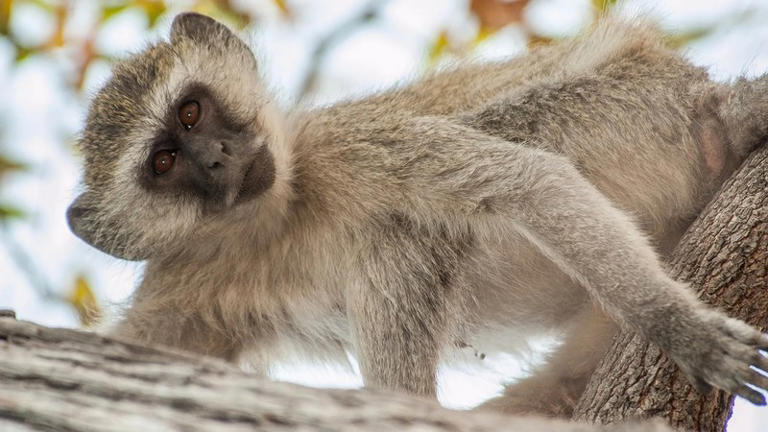 EThekwini Municipality tackles human-monkey conflicts with science