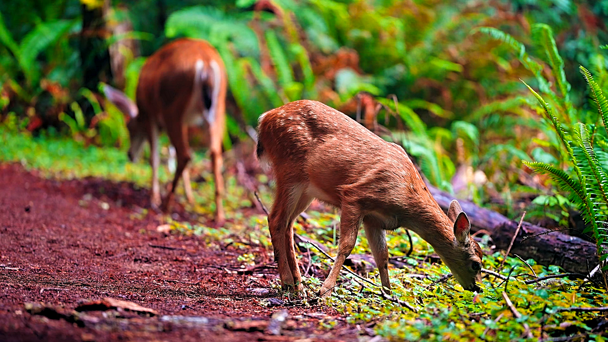 My hidden camera captured two cute deer in the wild forest