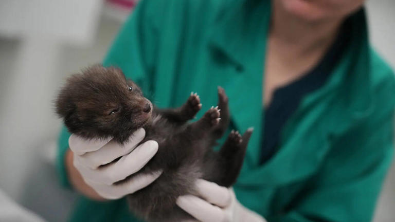 Paris wildlife hospital provides care for rescued animals while ...