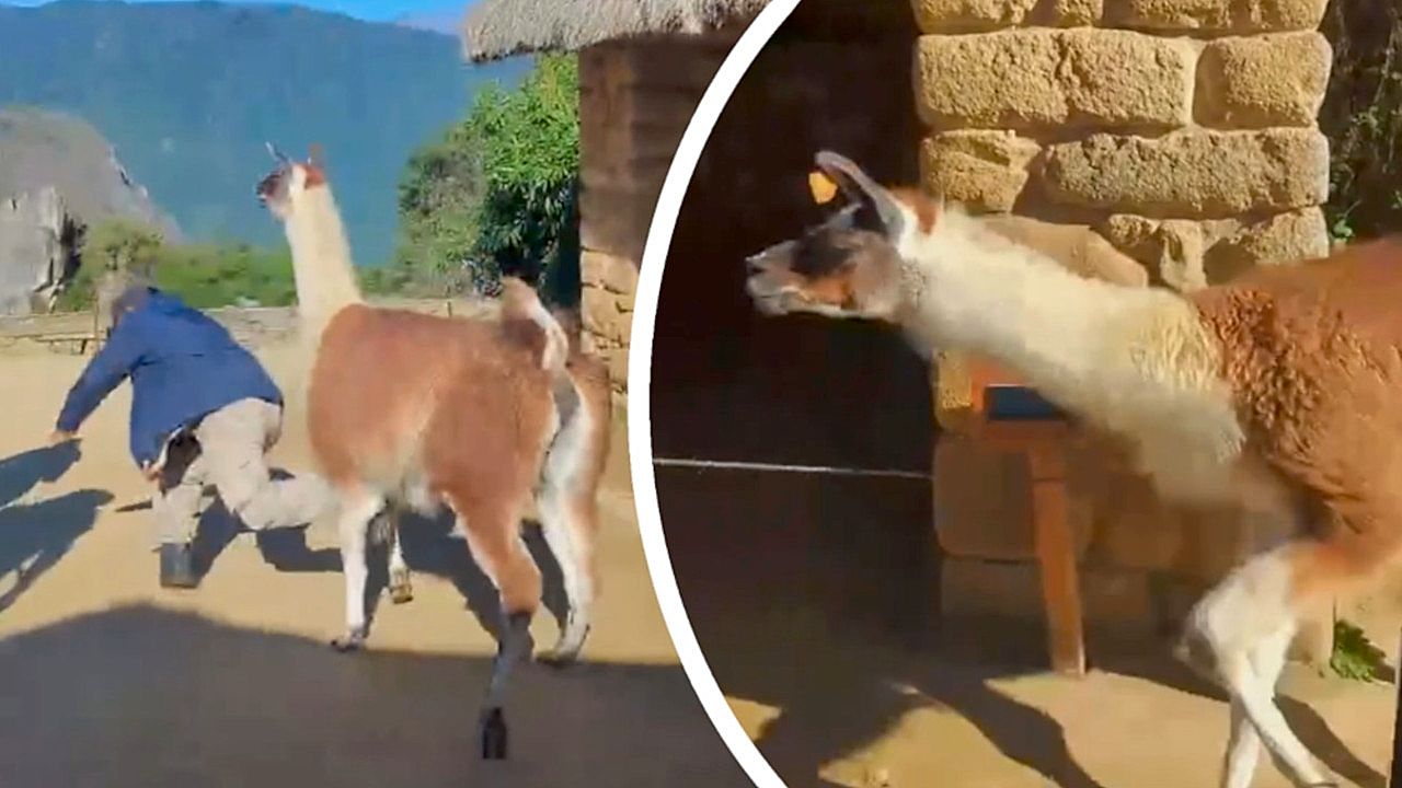 Grumpy llama knocks over guide at Machu Picchu