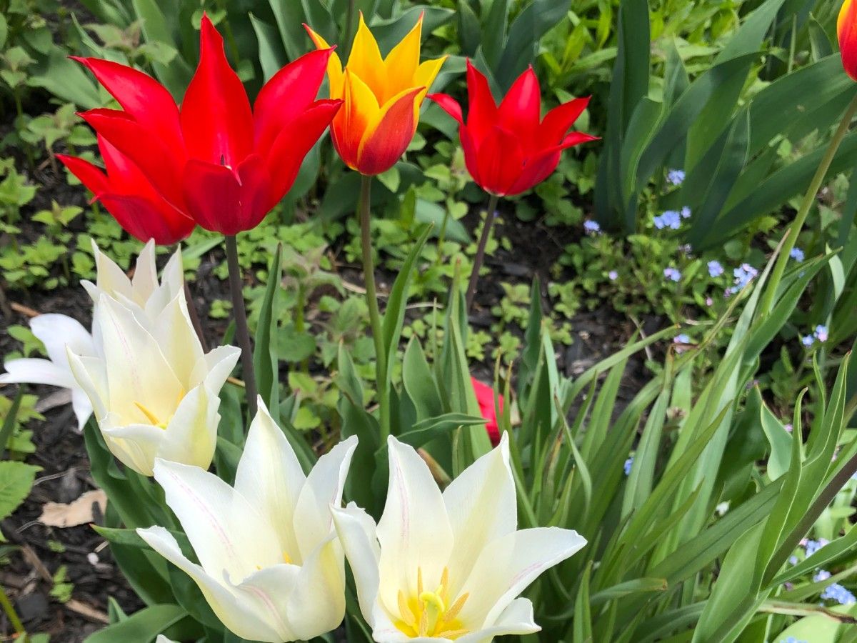 In the garden: Celebrate spring with tulips