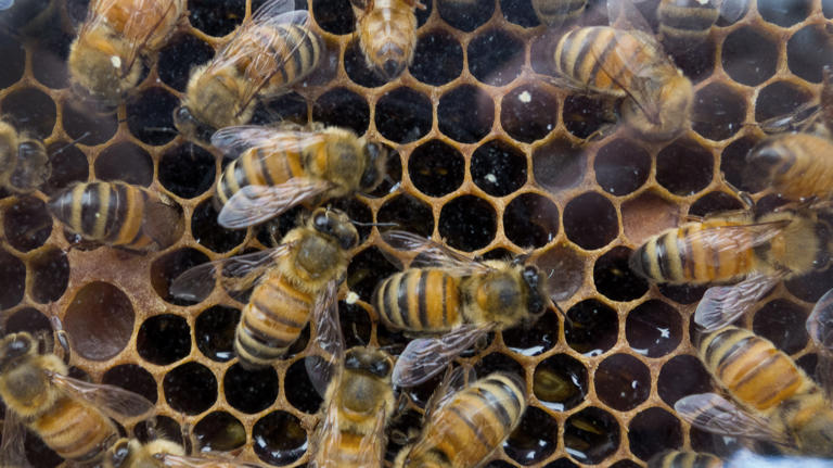 Who would steal bees? Someone did from Delmar, $500 reward offered