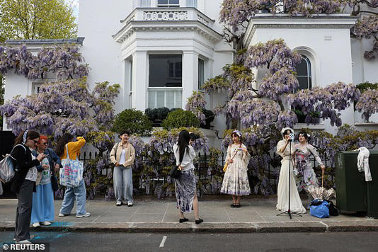 Large groups of tourists and influencers have been descending on some of West London's smartest streets to take in the blooming wisteria