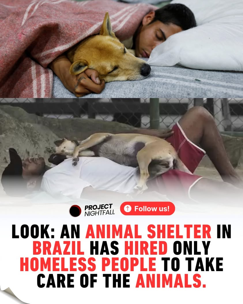 Rio's unthinkable act: Homeless & strays save each other in ...