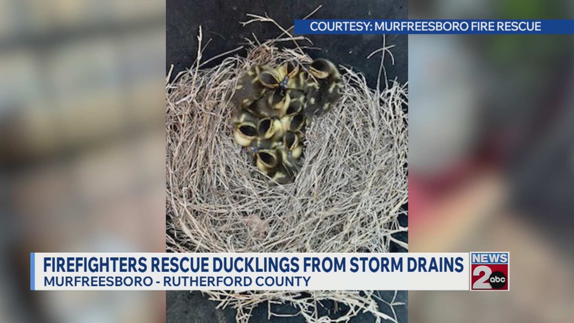 Firefighters rescue ducklings from storm drains