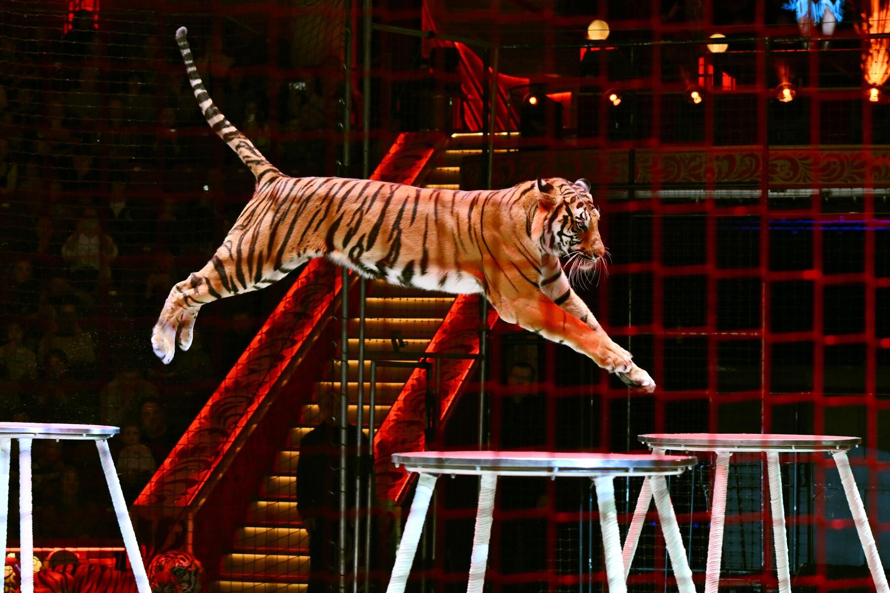 In russischem Zirkus: Tiger sprang in den Zuschauerbereich