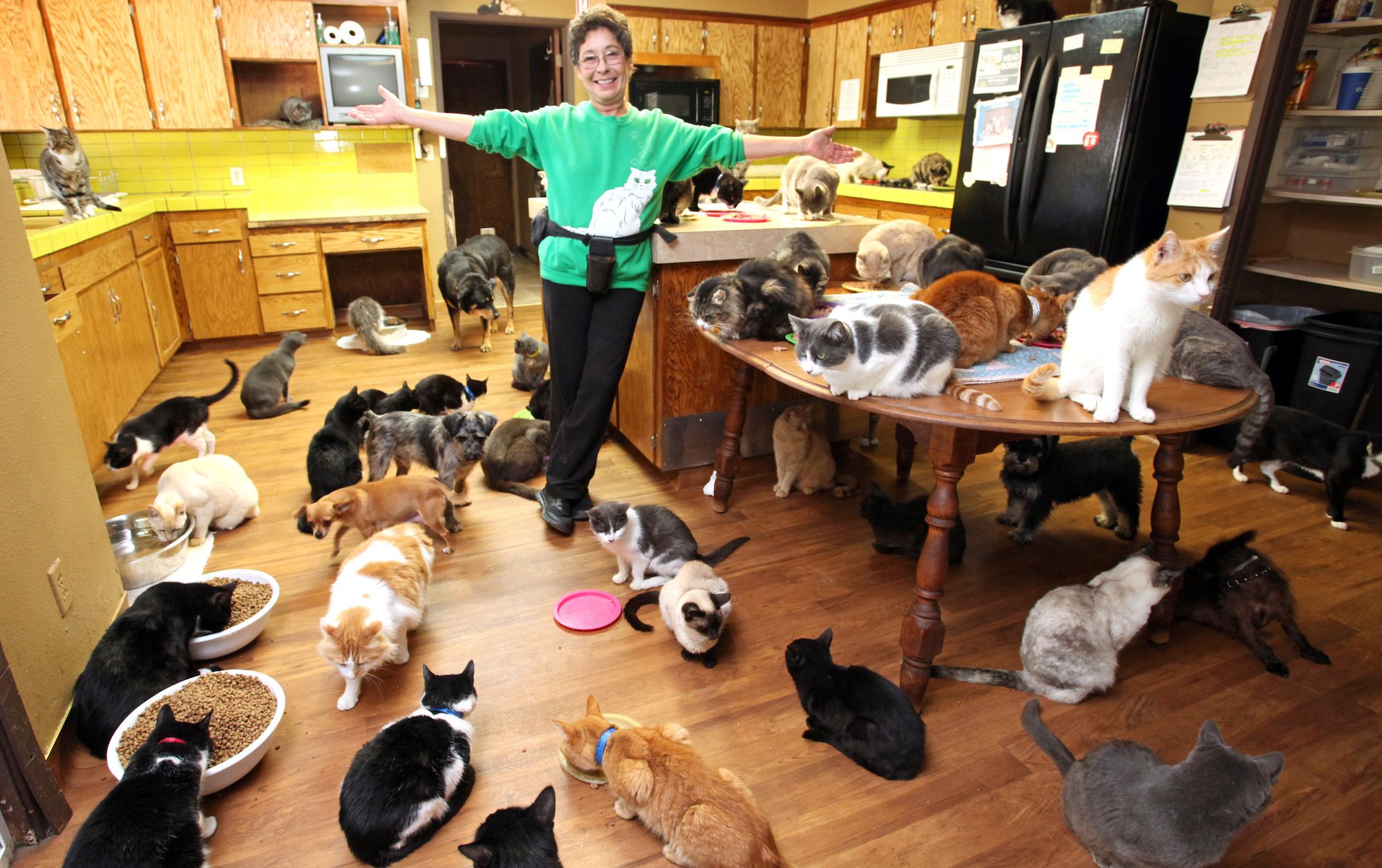 Experts say living with humans has had a strange impact on cats