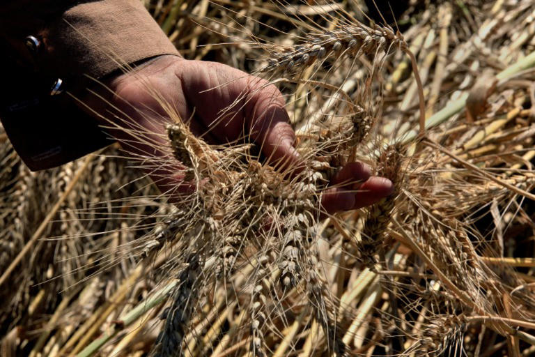 As Iran crisis drags on, fears of global food crisis grow