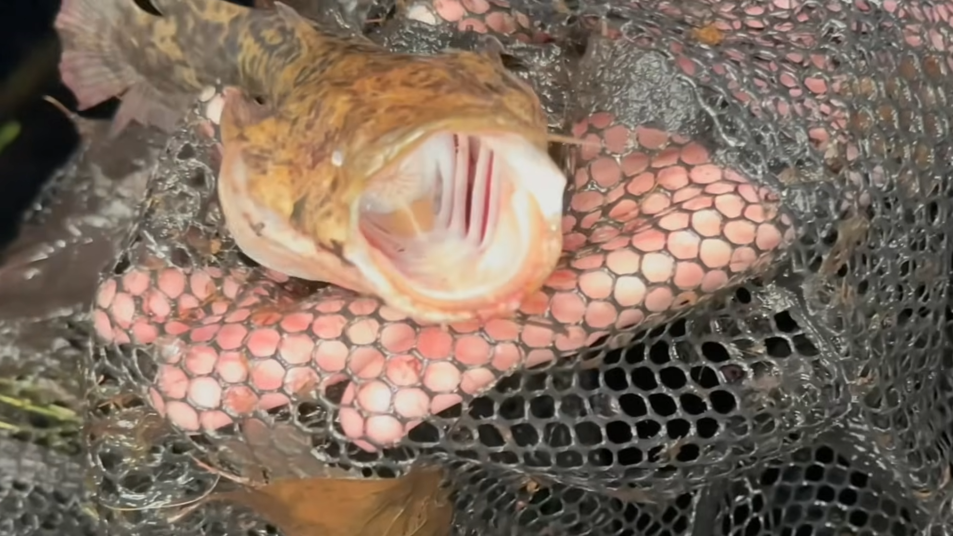 He thought it was just a pond… when an alien fish appeared, caught on ...