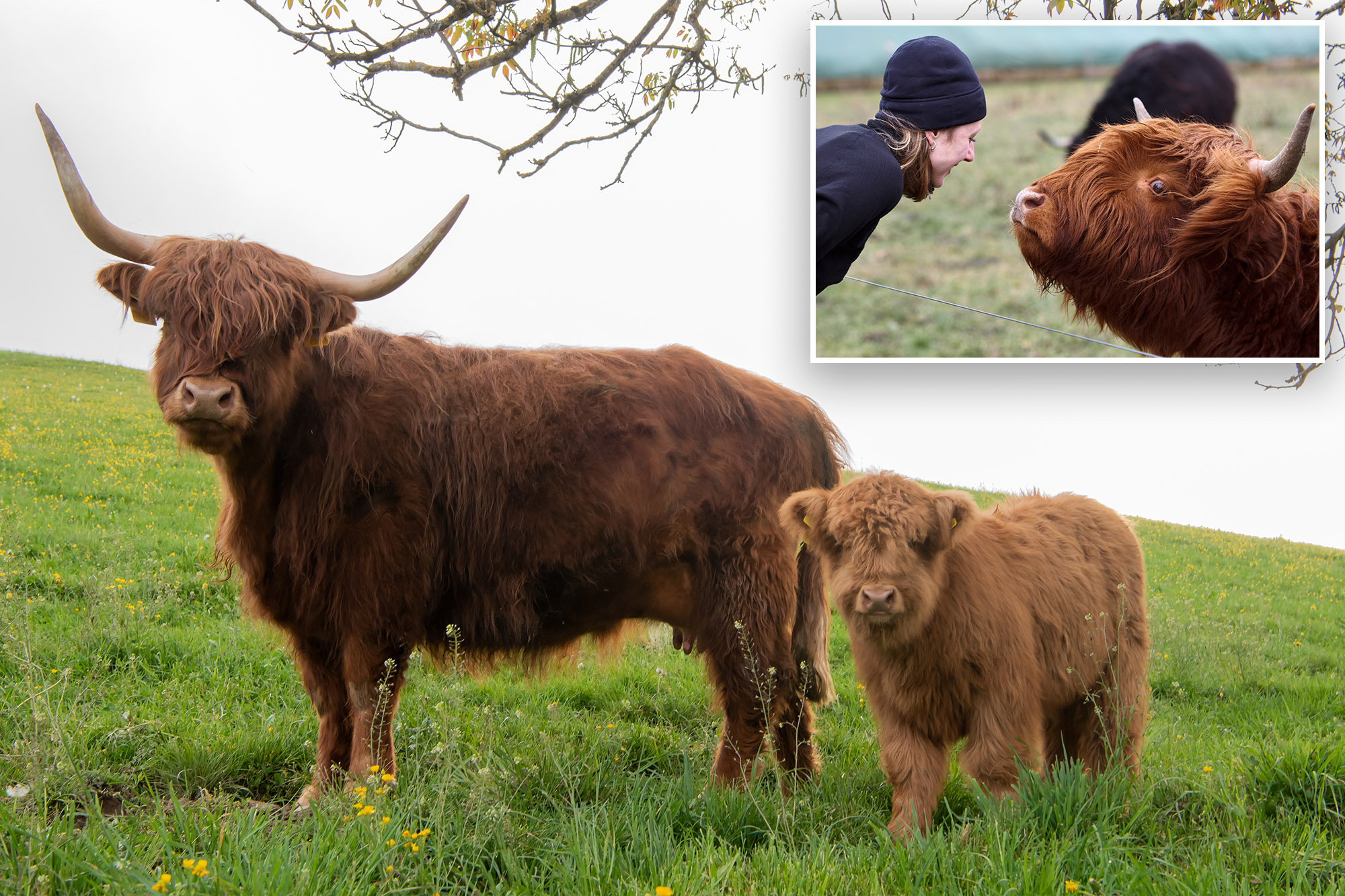 Farmers want to breed 'uglier' cows after hordes of influencers ...