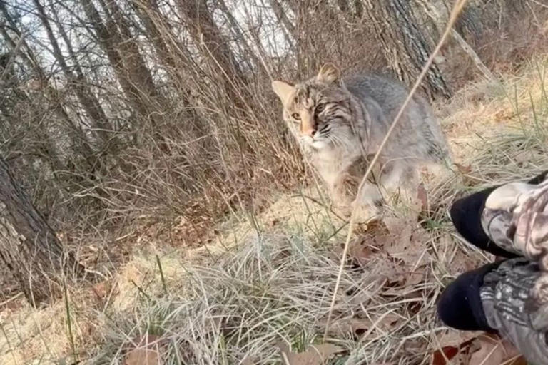 Teen stalked and mauled by fierce hunting cat in terrifying footage