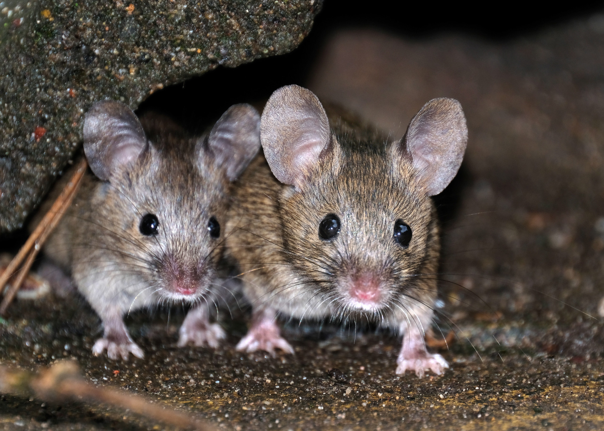Animals that are known to survive extreme falls