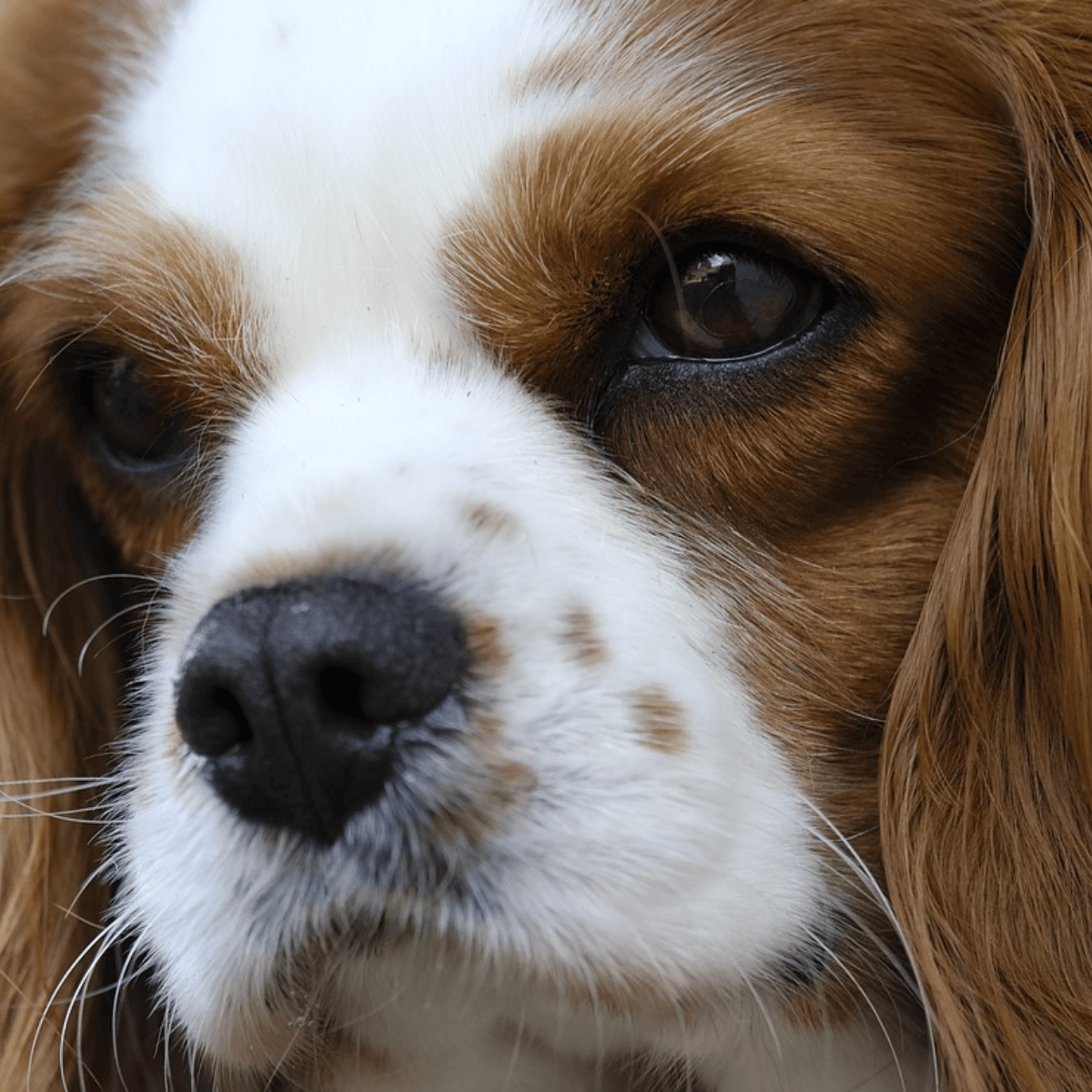 These 12 dog breeds can't be left alone: they get separation anxiety in just 30 minutes