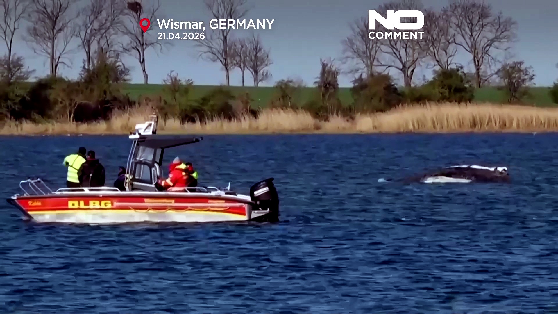Humpback whale Timmy remains stranded in shallow waters in northern Germany