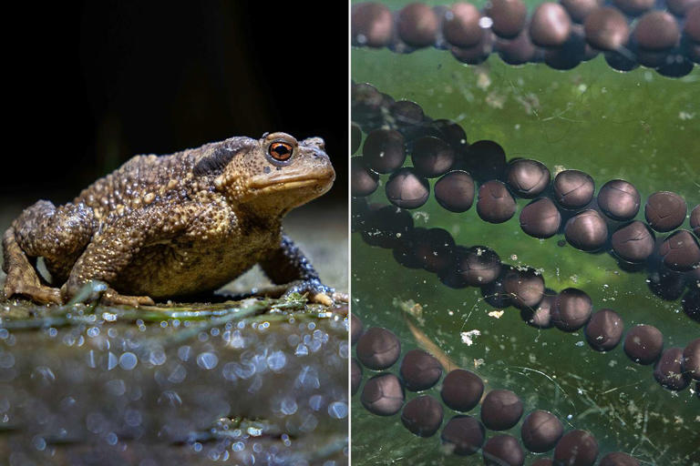 Over 1,000 toads disappear after water company drains reservoir during ...