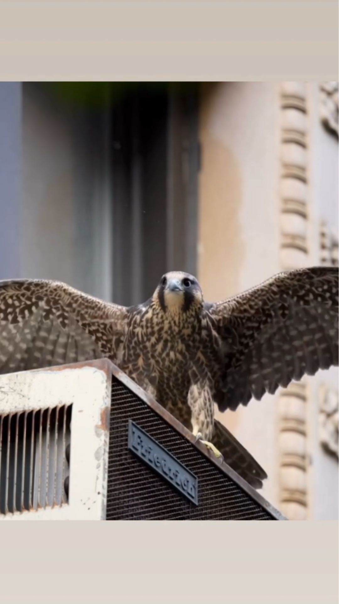 What makes peregrine falcons succeed in urban environments
