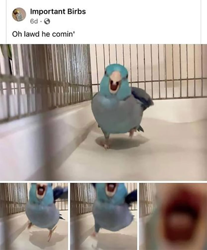 Awkward Animals: 48 Pics ‘For Animal Lovers Of All Kinds’