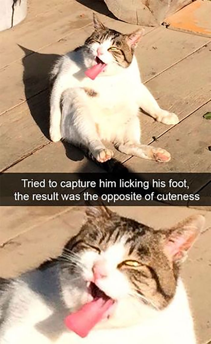 Awkward Animals: 48 Pics ‘For Animal Lovers Of All Kinds’