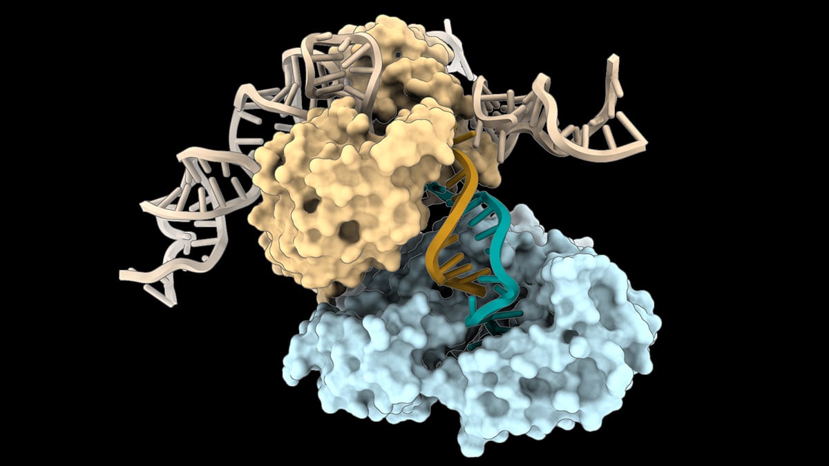 DNA can be built in a way we've never seen before, study finds