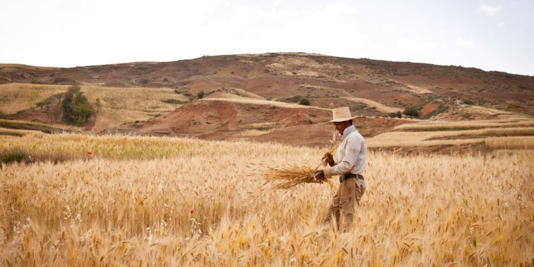 BERBER WORKING