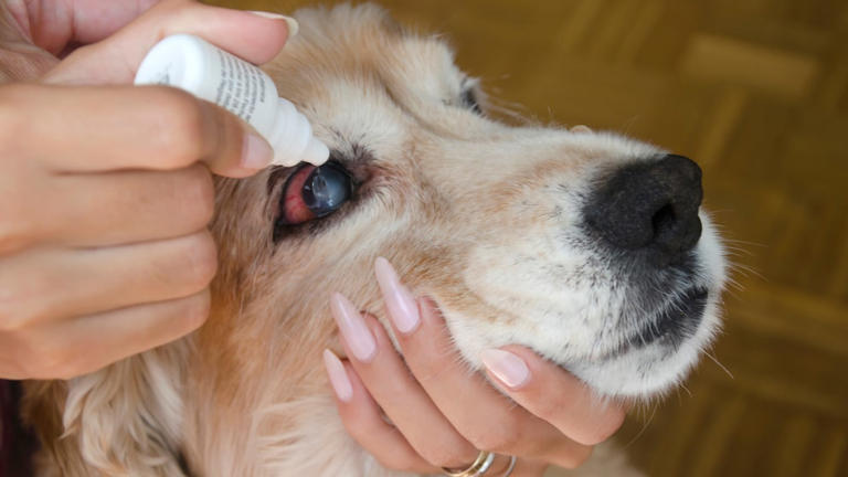 Recognizing and treating conjunctivitis in dogs