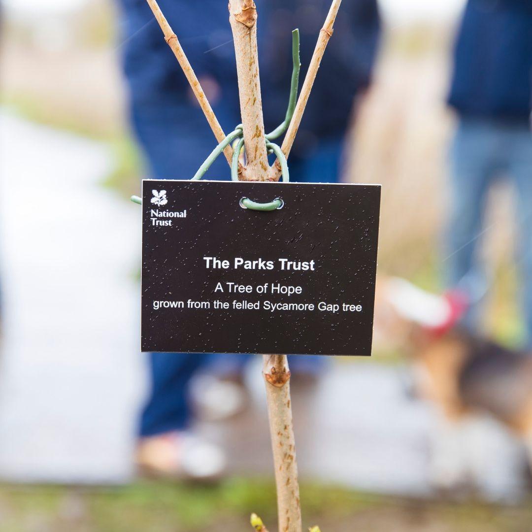 Famous tree of hope is cruelly vandalised in Milton Keynes
