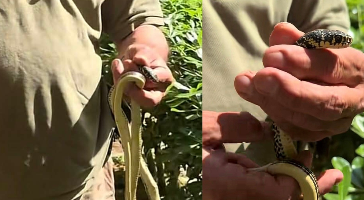 Roma, trovato un serpente in un condominio al Nomentano: «Aiuto, è ...