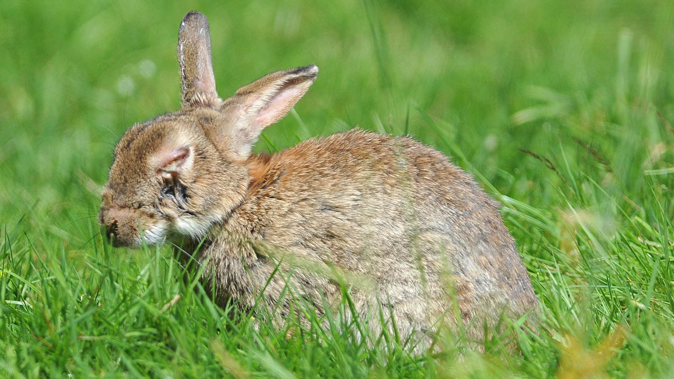 Warning to keep pets away from infected rabbits