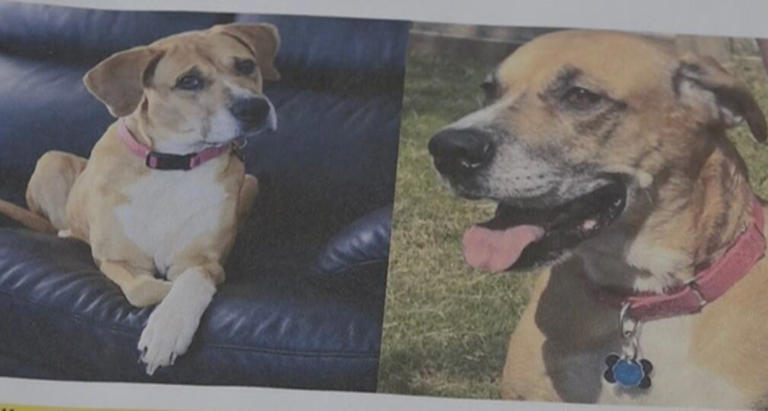 Leigh’s lost and found digital extra: The search for a missing Rescue ...