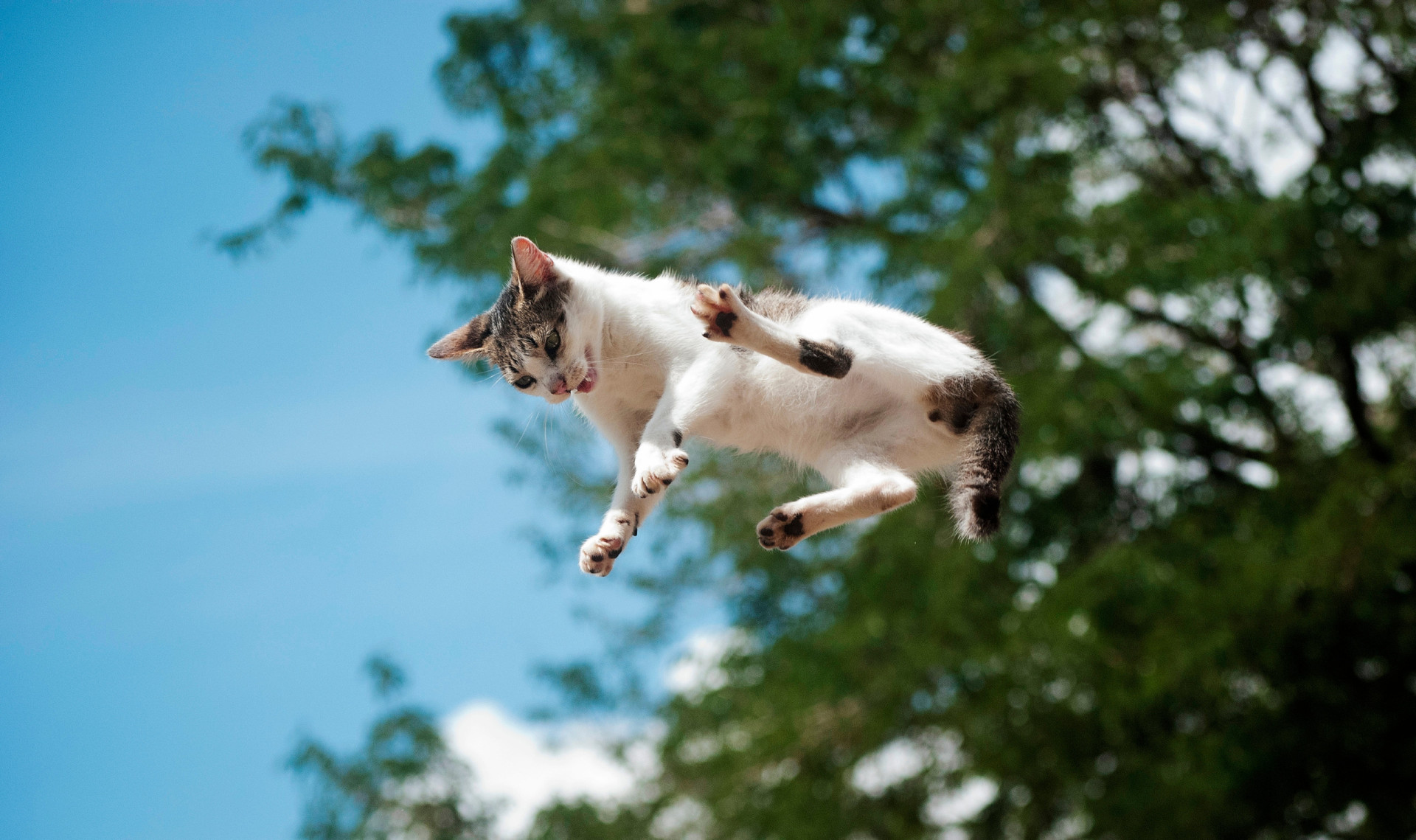 Animals that are known to survive extreme falls