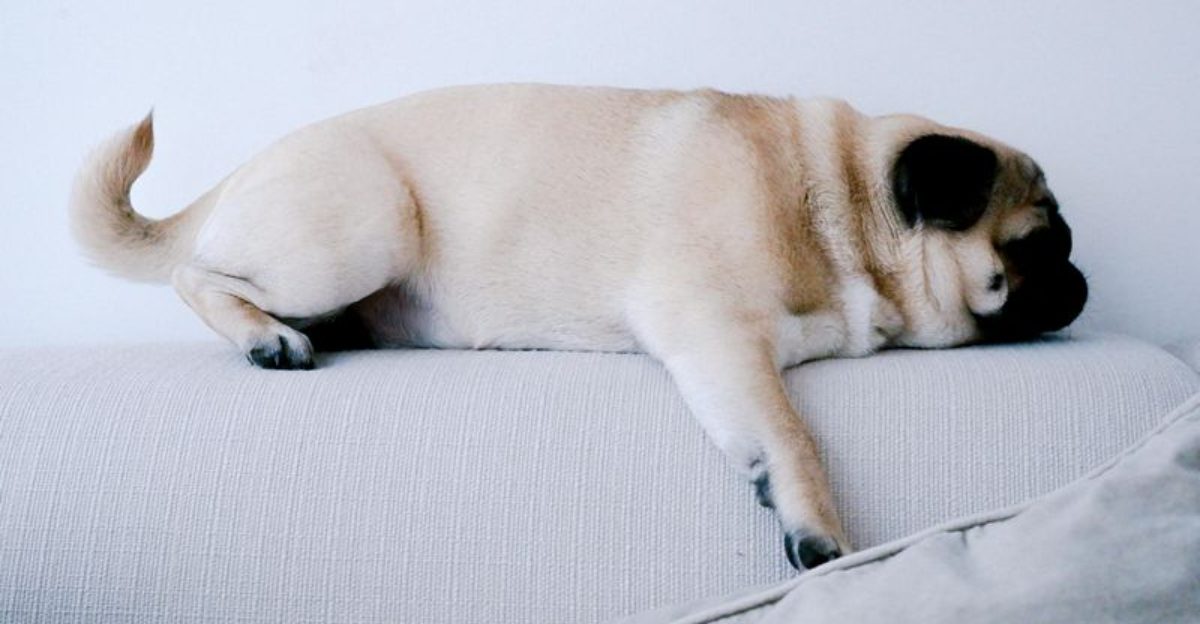 14 super sleepy dog breeds that spend most of the day napping