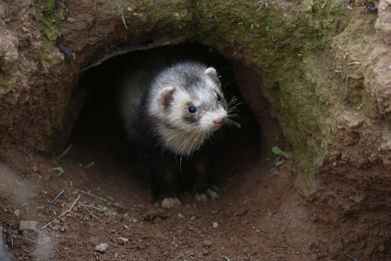 14 things you didn't know you could be fined for in CT: Ferrets, boxing ...