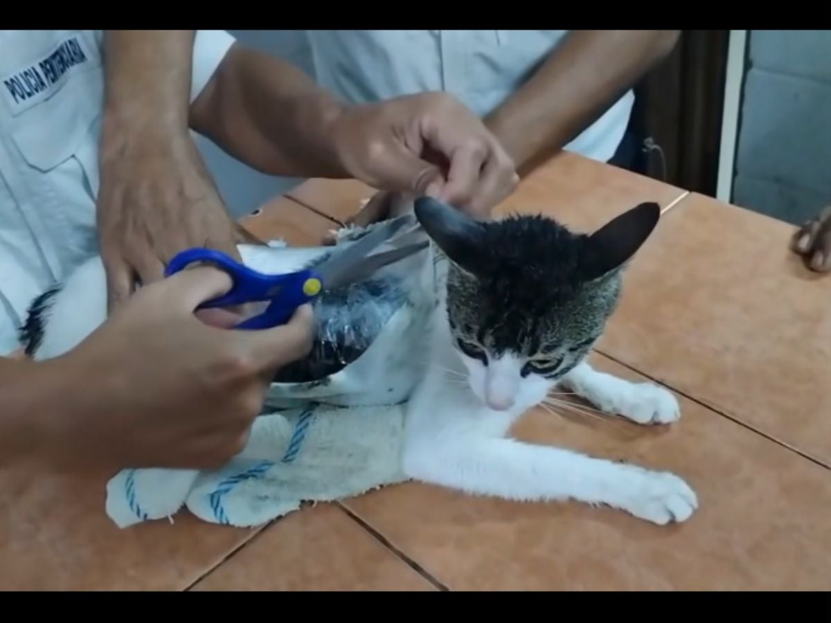 ‘Narco michi’ cae en Costa Rica: usaban a un gato para meter droga a ...